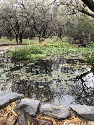Desert Awareness Park