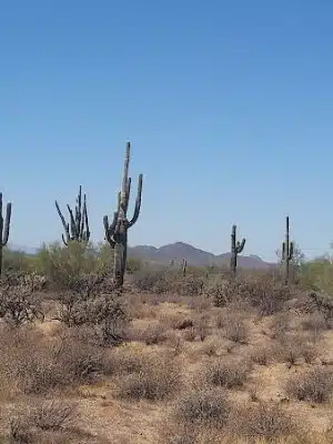 Desert Willow Park