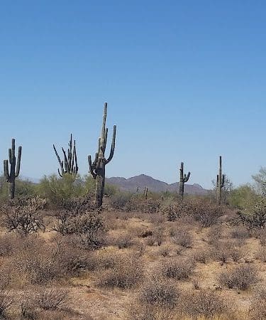 Desert Willow Park