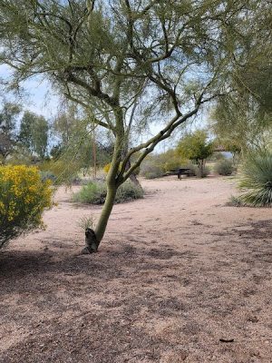 Desert Willow Park