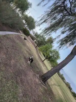 Desert Willow Playground