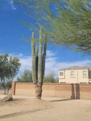 Dynamite Park