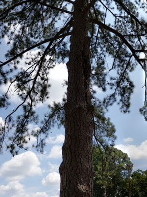 William J Cayce Memorial Park