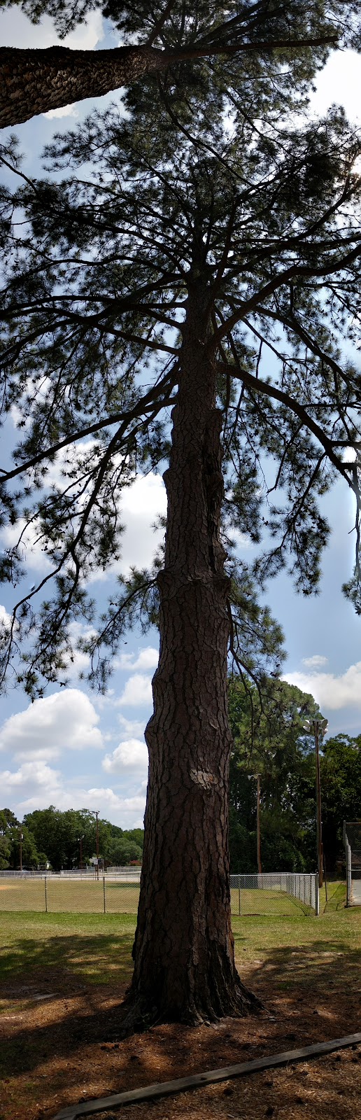 William J Cayce Memorial Park - Cayce, SC