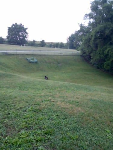 Cedar Falls Paw Park