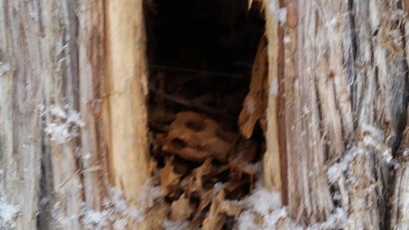 Solon Township Park - Cedar,