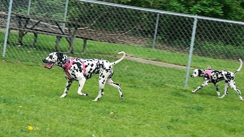 Cedar Springs Dog Park (in Riggle Park) - Cedar Springs, MI