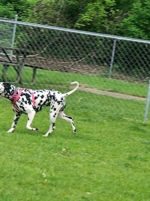 Cedar Springs Dog Park (in Riggle Park)