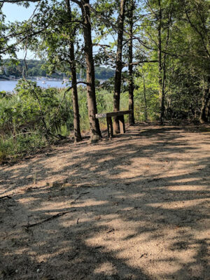 Phragmites Park