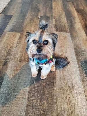 Dog Life Salon - Centerville, GA