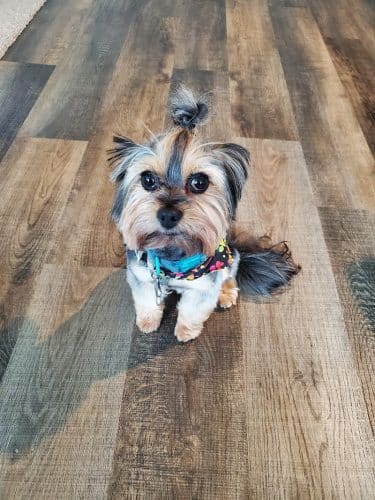 Dog Life Salon - Centerville, GA