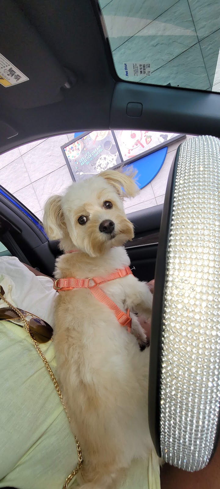 Dog Life Salon - Centerville, GA