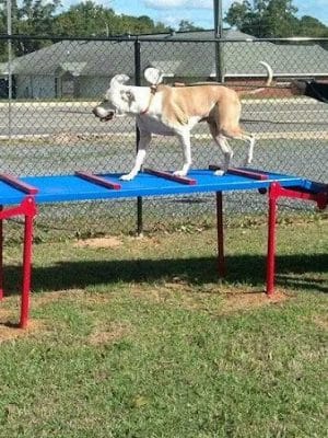Dog Life Salon - Centerville, GA