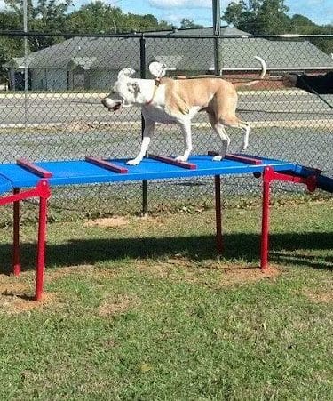 Dog Life Salon - Centerville, GA