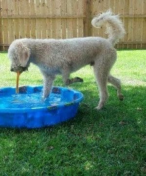 Dog Life Salon - Centerville, GA
