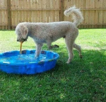 Dog Life Salon - Centerville, GA
