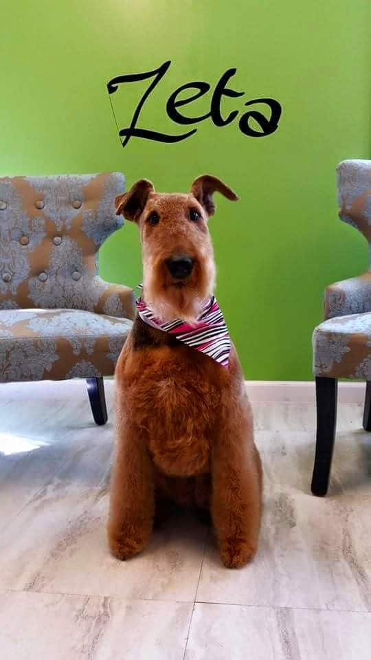 Dog Life Salon - Centerville, GA