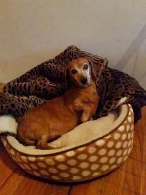 Dog Life Salon - Centerville, GA