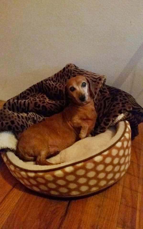 Dog Life Salon - Centerville, GA