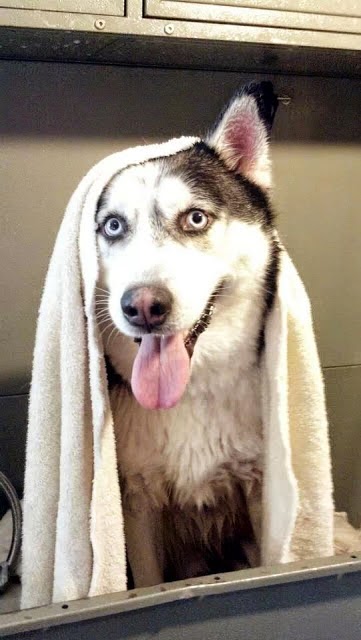 Dog Life Salon - Centerville, GA