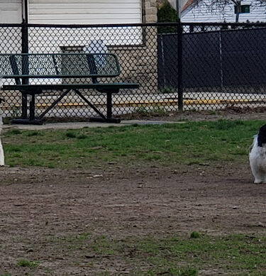 Central Falls Dog Park