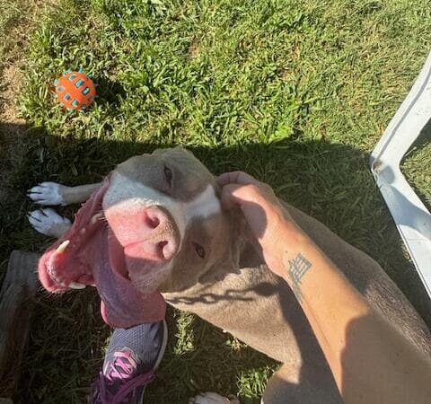 Cumberland Valley Animal Shelter - Chambersburg, PA