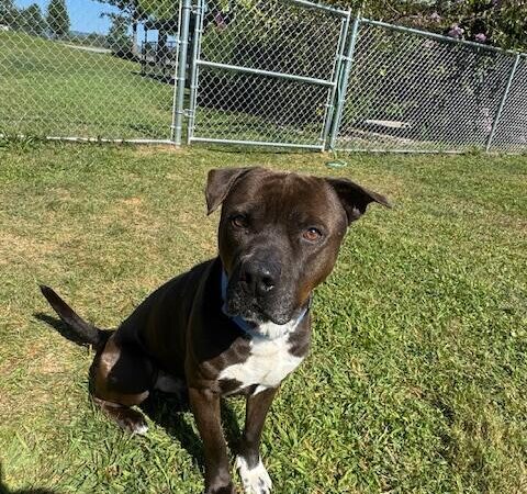 Cumberland Valley Animal Shelter - Chambersburg, PA