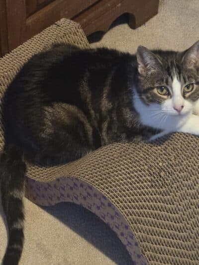 Cumberland Valley Animal Shelter - Chambersburg, PA