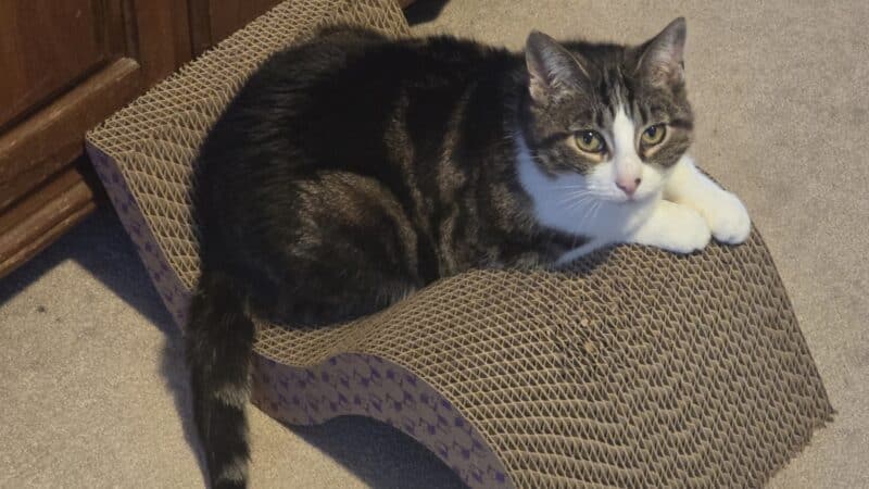 Cumberland Valley Animal Shelter - Chambersburg, PA