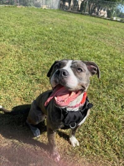 Cumberland Valley Animal Shelter - Chambersburg, PA