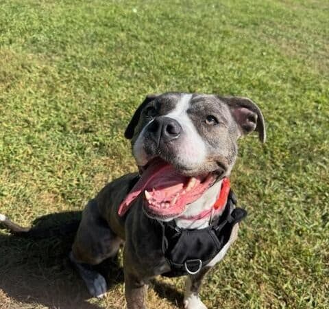 Cumberland Valley Animal Shelter - Chambersburg, PA