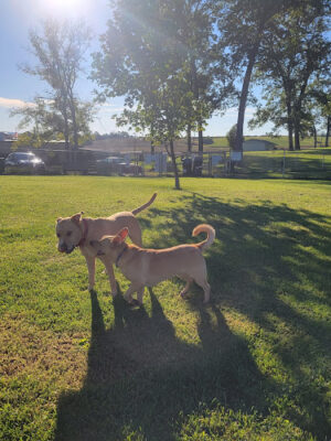 Cumberland Valley Animal Shelter