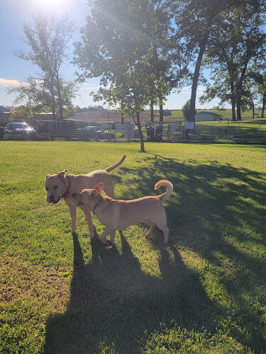 Cumberland Valley Animal Shelter