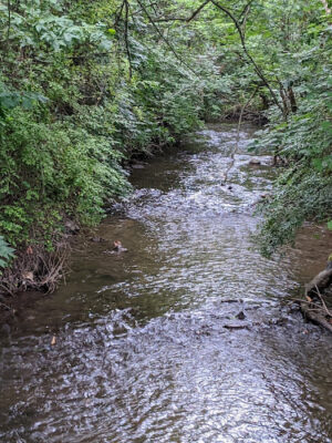 Pine Woods Park