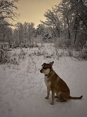 Elm Creek Park Reserve - Dog Off-leash Area