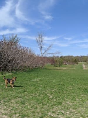 Elm Creek Park Reserve - Dog Off-leash Area