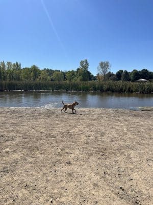 Elm Creek Park Reserve - Dog Off-leash Area