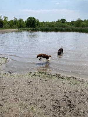 Elm Creek Park Reserve - Dog Off-leash Area