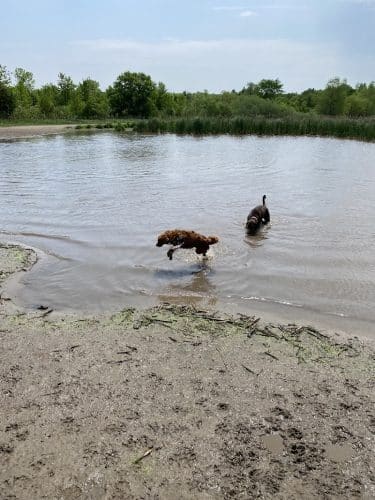 Elm Creek Park Reserve - Dog Off-leash Area
