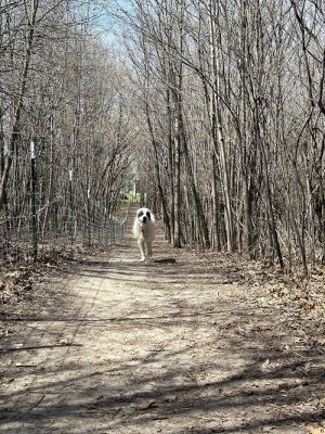 Elm Creek Park Reserve - Dog Off-leash Area