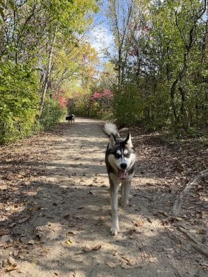 Elm Creek Park Reserve - Dog Off-leash Area