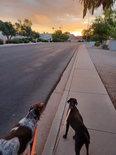 Paseo Vista Recreation Area Bark Park