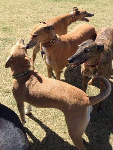 Paseo Vista Recreation Area Bark Park
