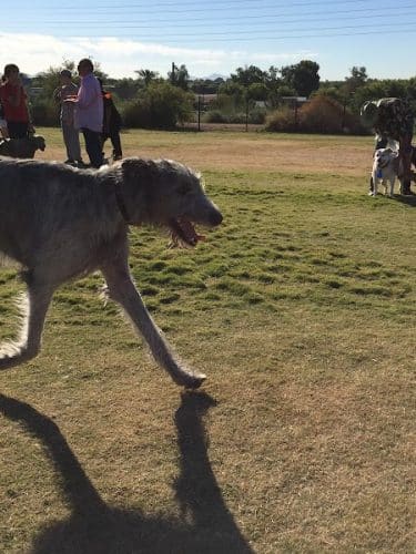 Paseo Vista Recreation Area Bark Park
