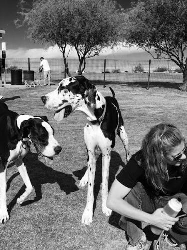 Paseo Vista Recreation Area Bark Park
