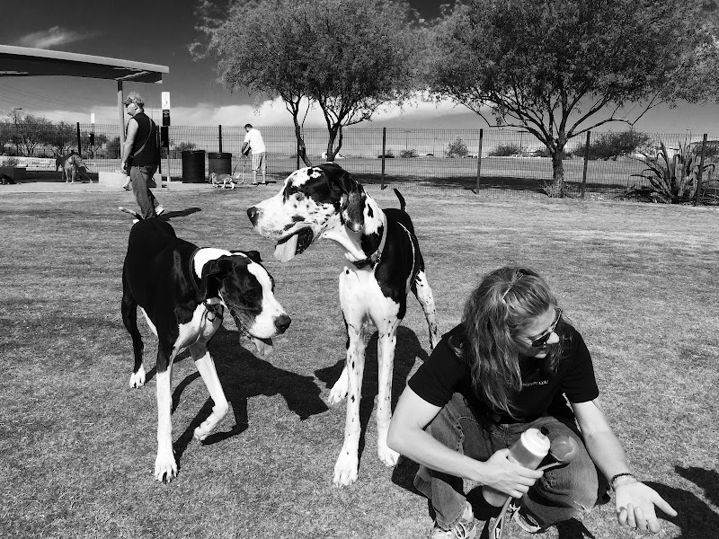 Paseo Vista Recreation Area Bark Park - Chandler, AZ
