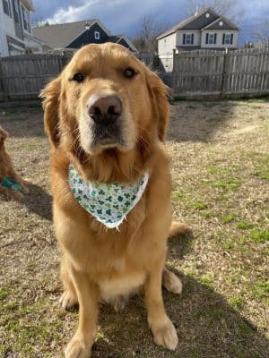 Woof Gang Bakery & Grooming Chapin