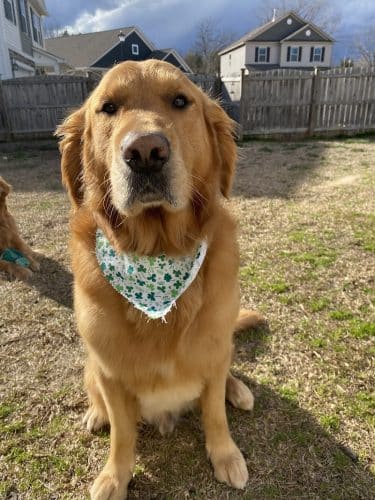 Woof Gang Bakery & Grooming Chapin