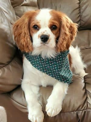 Woof Gang Bakery & Grooming Chapin