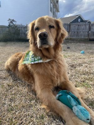 Woof Gang Bakery & Grooming Chapin